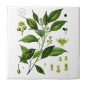 Kamphor Fliese (Vorderseite)