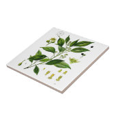 Kamphor Fliese (Seite)