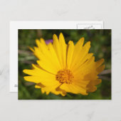 Kamphor Postkarte (Vorne/Hinten)