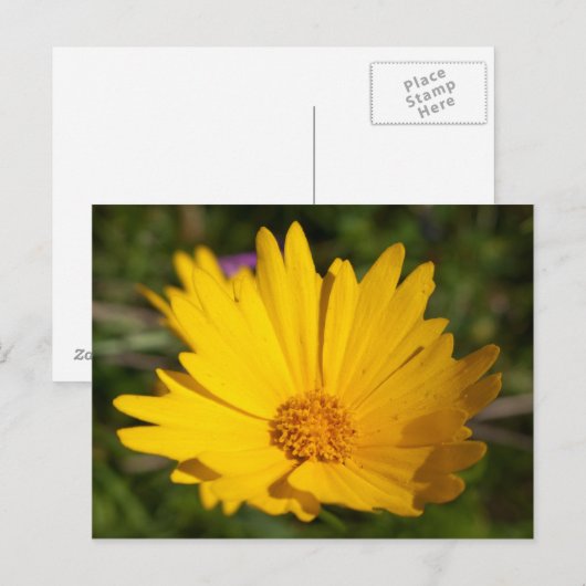 Kamphor Postkarte (Vorne/Hinten)