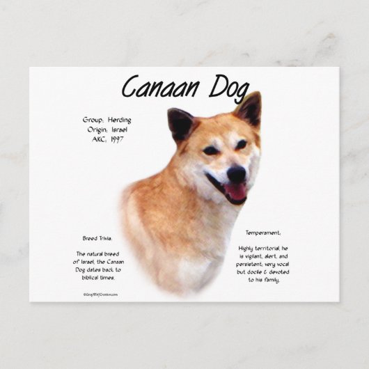 Kanaan Dog History Design Postkarte (Vorderseite)