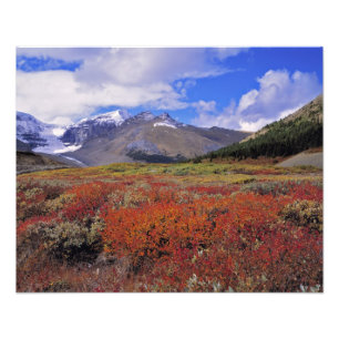 Kanada, Alberta, Banff NP. Heidelbeeren blühen Fotodruck