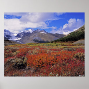 Kanada, Alberta, Banff NP. Heidelbeeren blühen Poster