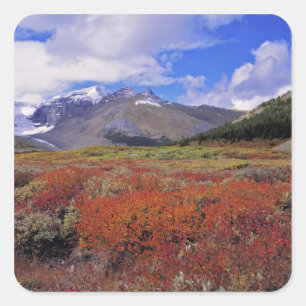 Kanada, Alberta, Banff NP. Heidelbeeren blühen Quadratischer Aufkleber