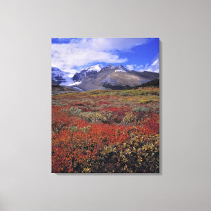 Kanada, Alberta, Banff NP. Heidelbeeren liefern Leinwanddruck