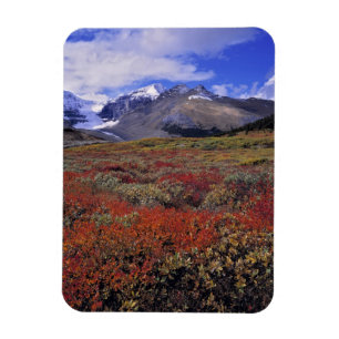 Kanada, Alberta, Banff NP. Heidelbeeren liefern Magnet