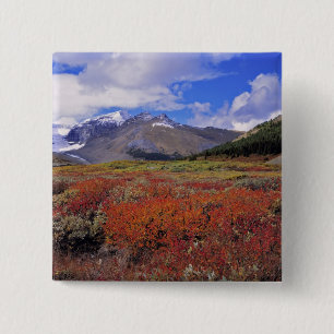 Kanada, Alberta, Banff NP. Hucklebeeren blühen Button