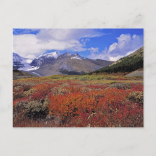 Kanada, Alberta, Banff NP. Hucklebeeren blühen Postkarte