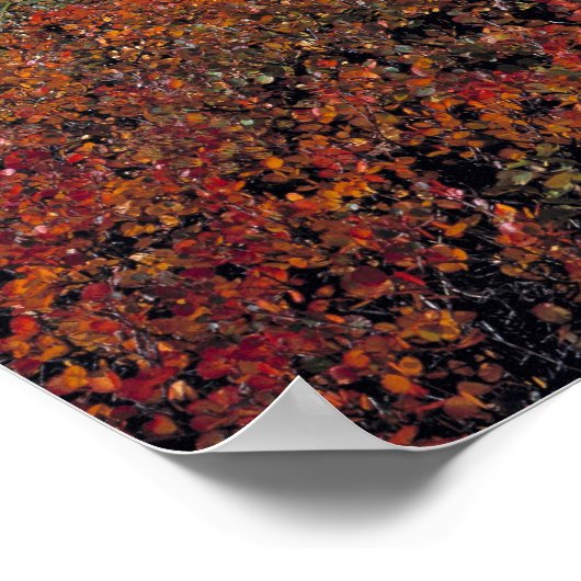 Kanada, Alberta, Banff NP. Huckleberries Poster (Ecke)