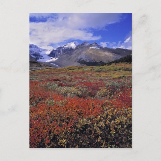 Kanada, Alberta, Banff NP. Huckleberries Postkarte (Vorderseite)