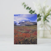 Kanada, Alberta, Banff NP. Huckleberries Postkarte (Stehend Vorderseite)
