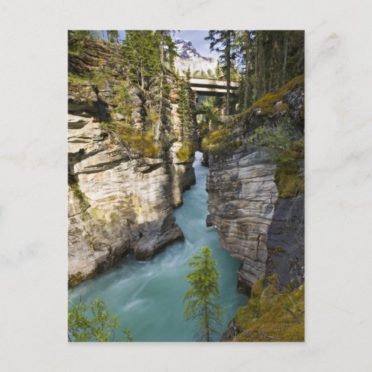 Kanada, Alberta, Jasper National Park, Athabasca 2 Postkarte (Vorderseite)