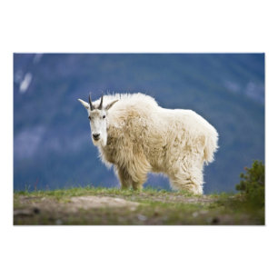 Kanada, Alberta, Jasper National Park, Fotodruck