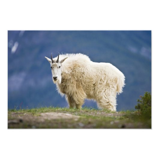 Kanada, Alberta, Jasper National Park, Fotodruck (Vorne)
