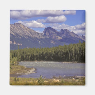 Kanada, Alberta, Jasper National Park. Groß Magnet