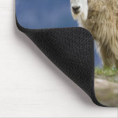 Kanada, Alberta, Jasper National Park, Mousepad (Ecke)