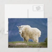 Kanada, Alberta, Jasper National Park, Postkarte (Vorne/Hinten)