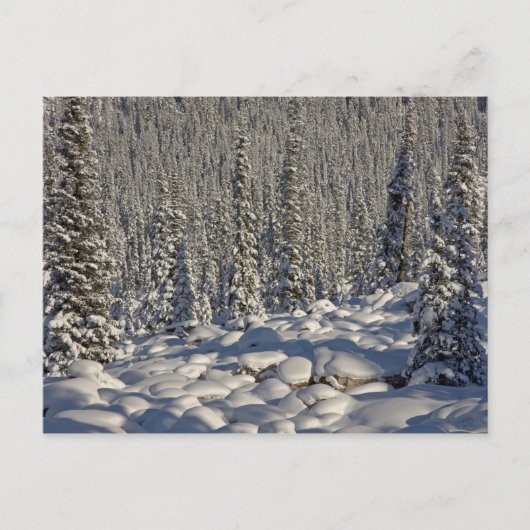 Kanada, Alberta, Jasper National Park. Postkarte (Vorderseite)