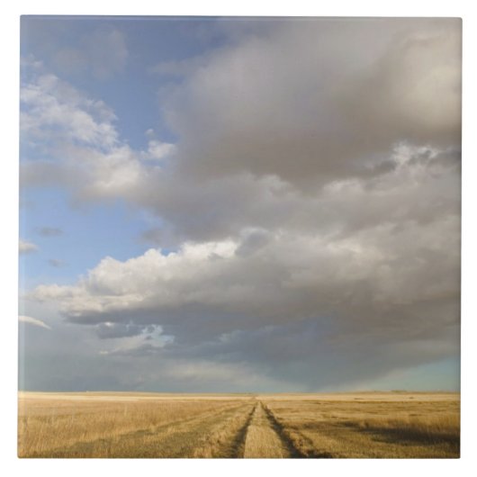 Kanada, Alberta, Stand Off: Landschaft mit Fliese (Vorderseite)