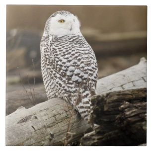 Kanada, Boundary Bay, Schneeeule Fliese