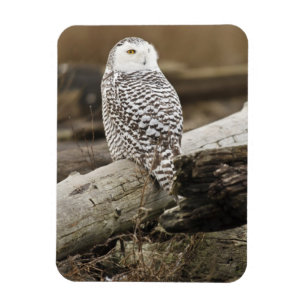 Kanada, Boundary Bay, Schneeeule Magnet