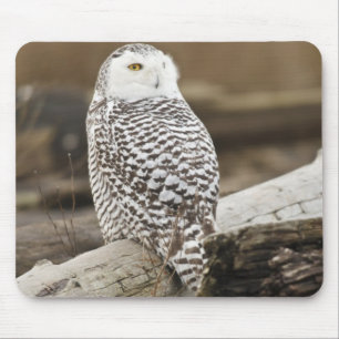 Kanada, Boundary Bay, Schneeeule Mousepad