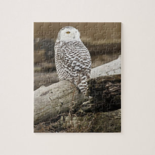 Kanada, Boundary Bay, Schneeeule Puzzle