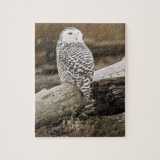 Kanada, Boundary Bay, Schneeeule Puzzle (Vertikal)