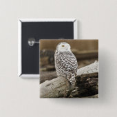 Kanada, Boundary Bay, Snowy Owl Button (Vorne & Hinten)