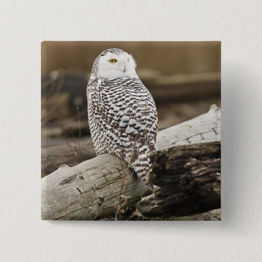 Kanada, Boundary Bay, Snowy Owl Button (Vorderseite)