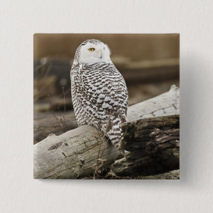 Kanada, Boundary Bay, Snowy Owl Button