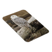 Kanada, Boundary Bay, Snowy Owl Magnet (Rechte Seite)