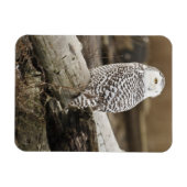 Kanada, Boundary Bay, Snowy Owl Magnet (Horizontal)