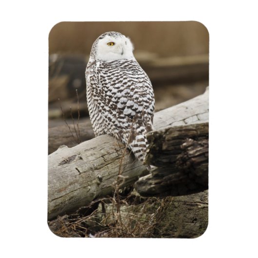 Kanada, Boundary Bay, Snowy Owl Magnet (Vertikal)