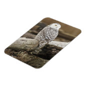 Kanada, Boundary Bay, Snowy Owl Magnet (Linke Seite)