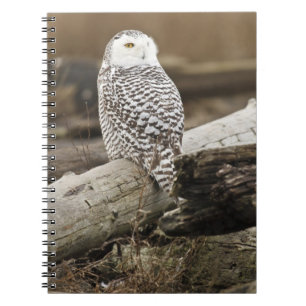 Kanada, Boundary Bay, Snowy Owl Notizblock