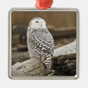 Kanada, Boundary Bay, Snowy Owl Ornament Aus Metall