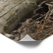 Kanada, Boundary Bay, Snowy Owl Poster (Ecke)