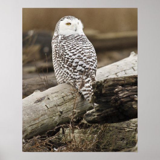 Kanada, Boundary Bay, Snowy Owl Poster (Vorne)