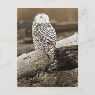 Kanada, Boundary Bay, Snowy Owl Postkarte