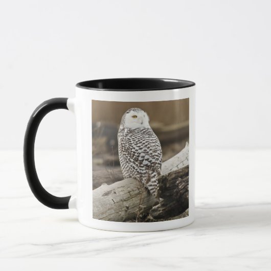 Kanada, Boundary Bay, Snowy Owl Tasse (Links)