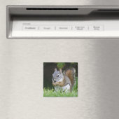 Kanada, Britische Kolumbien, Roter Eichhörnchen Magnet (In Situ (Geschirrspüler))