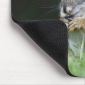 Kanada, Britische Kolumbien, Roter Eichhörnchen Mousepad (Ecke)