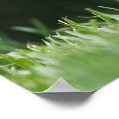 Kanada, Britische Kolumbien, Roter Eichhörnchen Poster (Ecke)