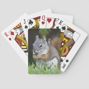 Kanada, Britische Kolumbien, Roter Eichhörnchen Spielkarten