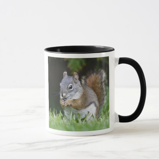 Kanada, Britische Kolumbien, Roter Eichhörnchen Tasse (Rechts)