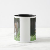 Kanada, Britische Kolumbien, Roter Eichhörnchen Tasse (Zentrum)