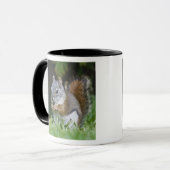 Kanada, Britische Kolumbien, Roter Eichhörnchen Tasse (Vorderseite Links)
