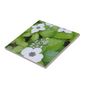 Kanada, British Columbia. Dogwood Fliese (Seite)