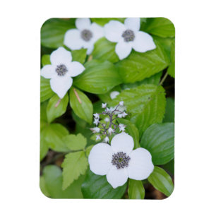 Kanada, British Columbia. Dogwood Magnet